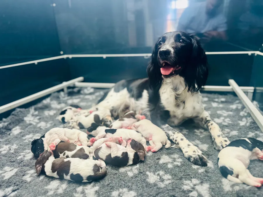 KC Registered Springer Spaniel Puppies image 4