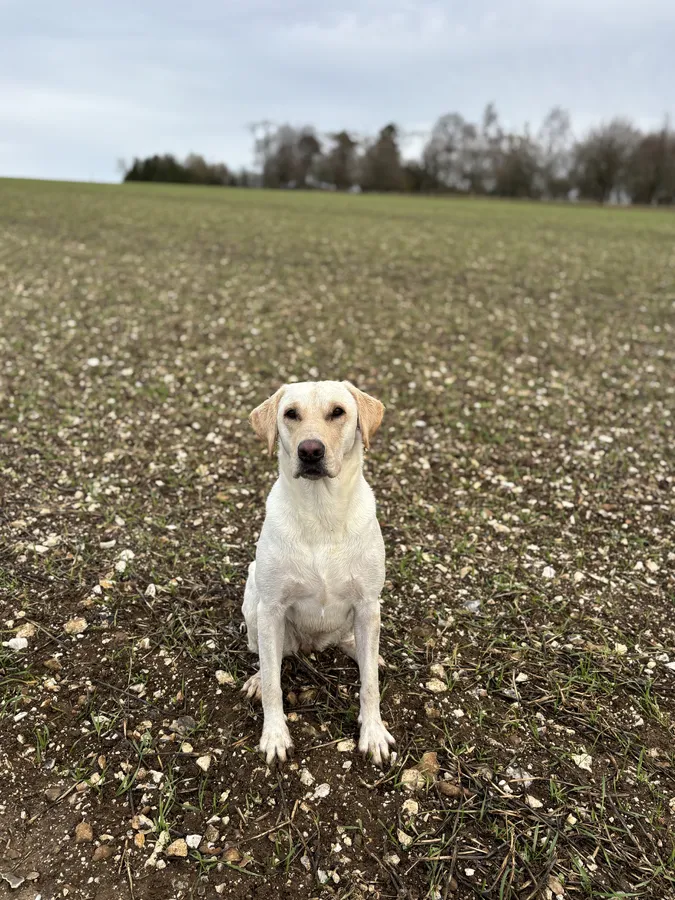 9 KC Fox Red-Yellow Labrador Puppies image 5