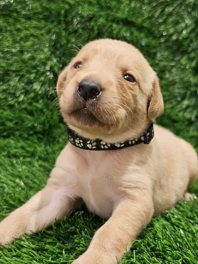 Lovely puppys image 2