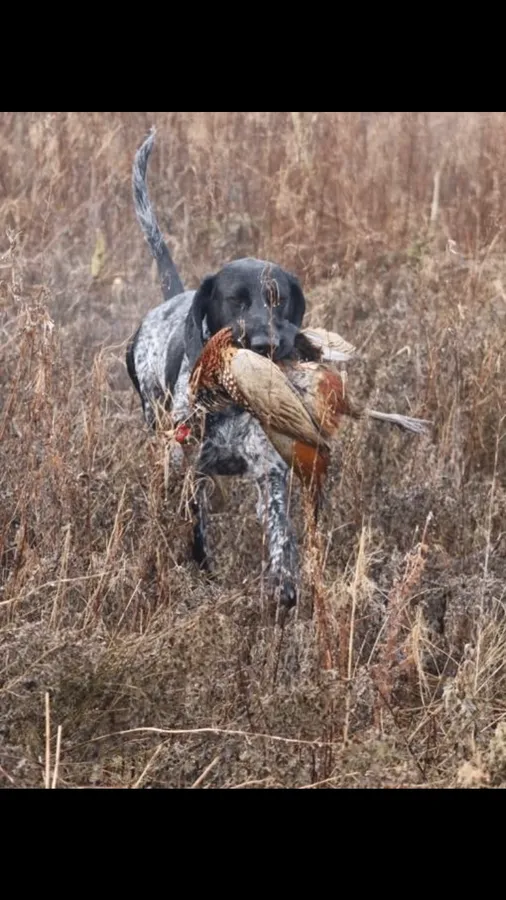 Well trained GSP