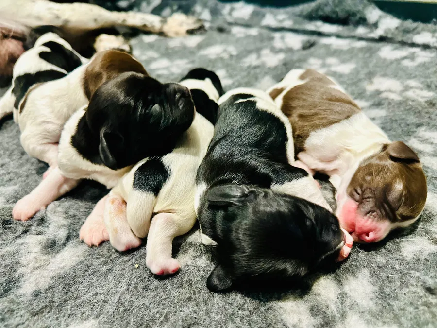 KC Registered Springer Spaniel Puppies image 2