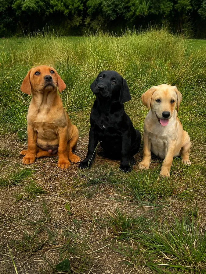 Beautiful labrador Puppies