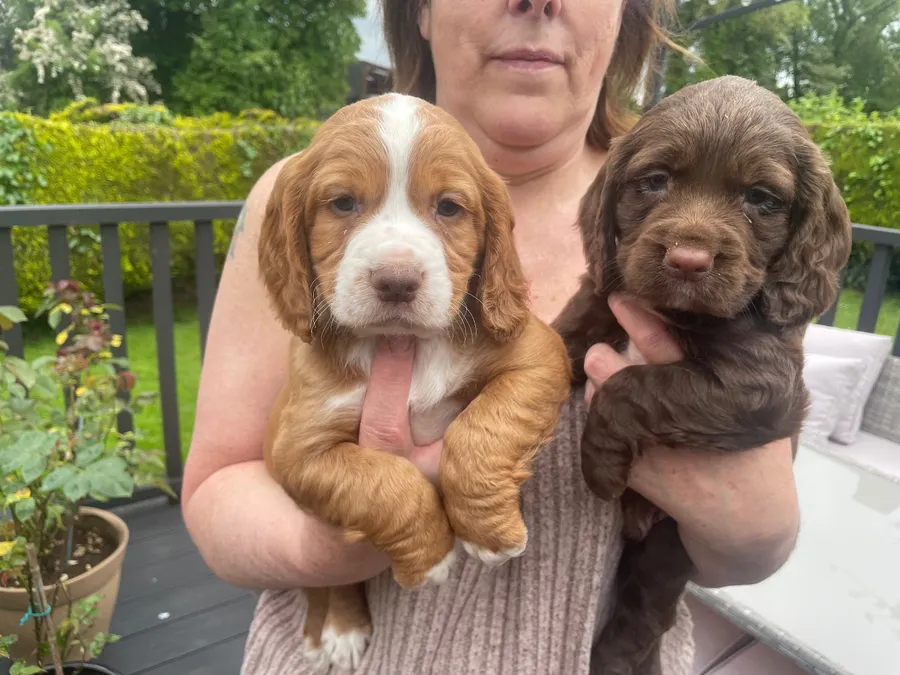 Cockers for sale
