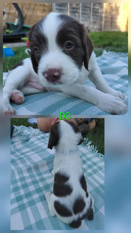 Kc Registered springer spaniel pups image 6