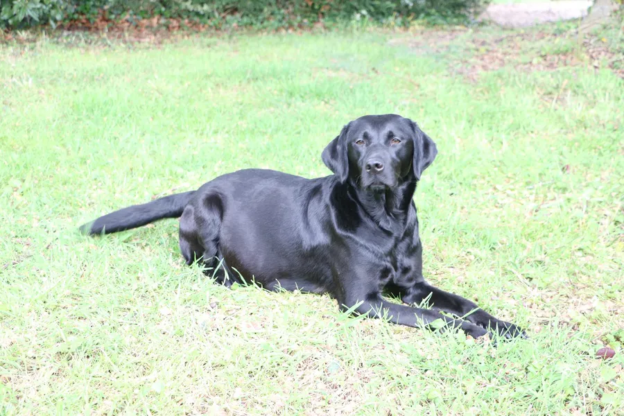 Exceptional Working Labrador Puppies from Kugae Gundogs image 2