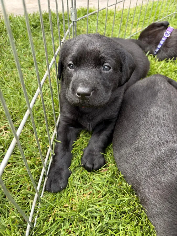 FtCH Kelmarsky Crow x Gameshine Athena