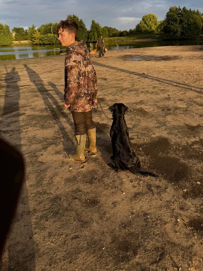 A strong litter of pure Labradors image 4