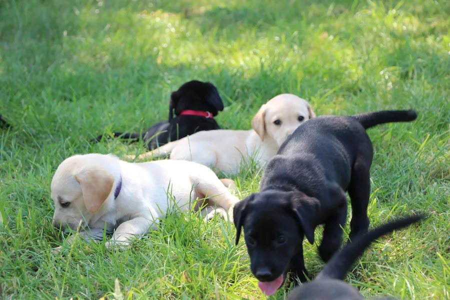 Exceptional Working Labrador Puppies from Kugae Gundogs image 4