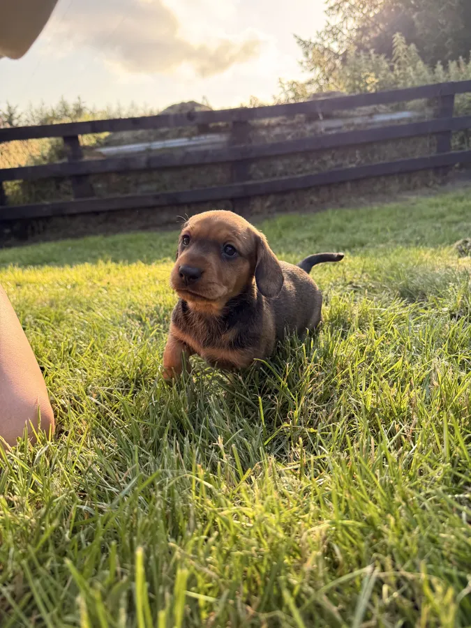 RED Working Teckel Pups image 2