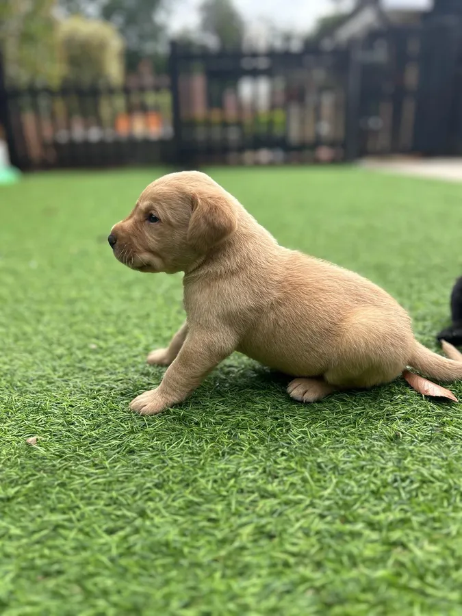 A strong litter of pure Labradors