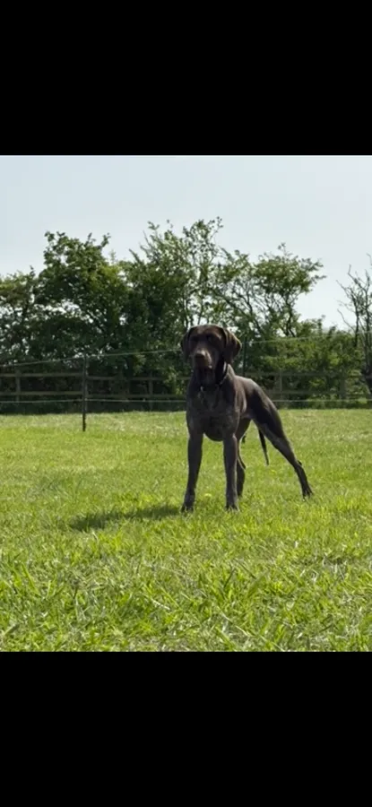 German shorthair pointer image 4
