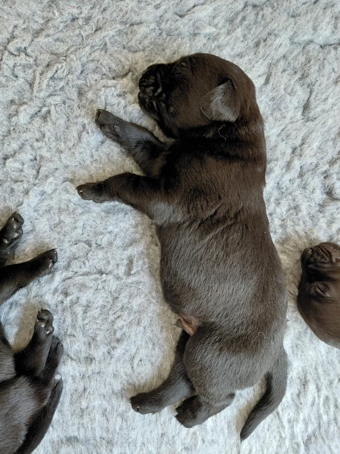 Quality FTCH Sired Pups