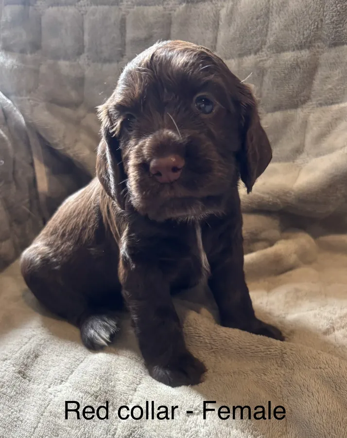 Docked Working Cocker Spaniel Puppies South Wales