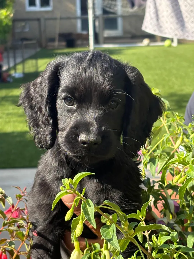 WORKING COCKER SPANIEL PUPPIES FOR SALE