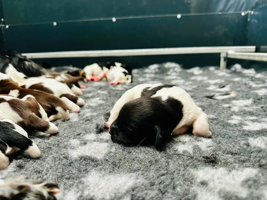 KC Registered Springer Spaniel Puppies