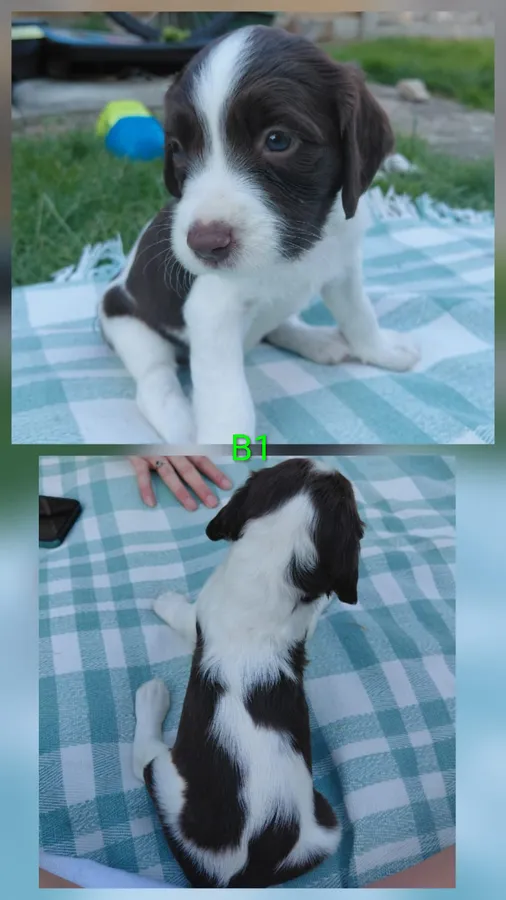 Kc Registered springer spaniel pups image 7