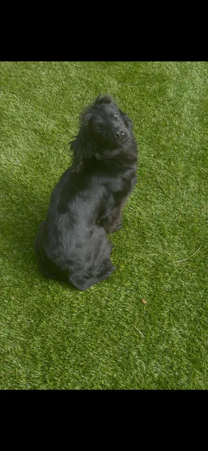 WORKING COCKER SPANIEL PUPPIES FOR SALE image 7