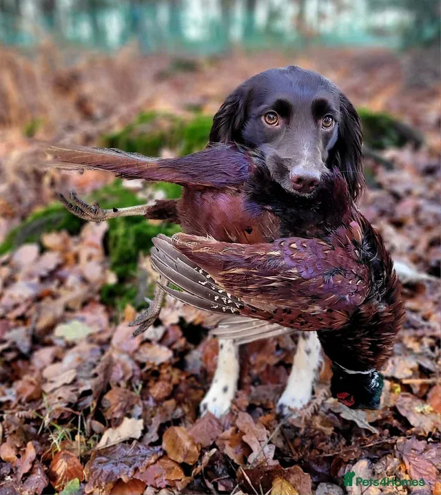 FTW Springer Spaniel image 5