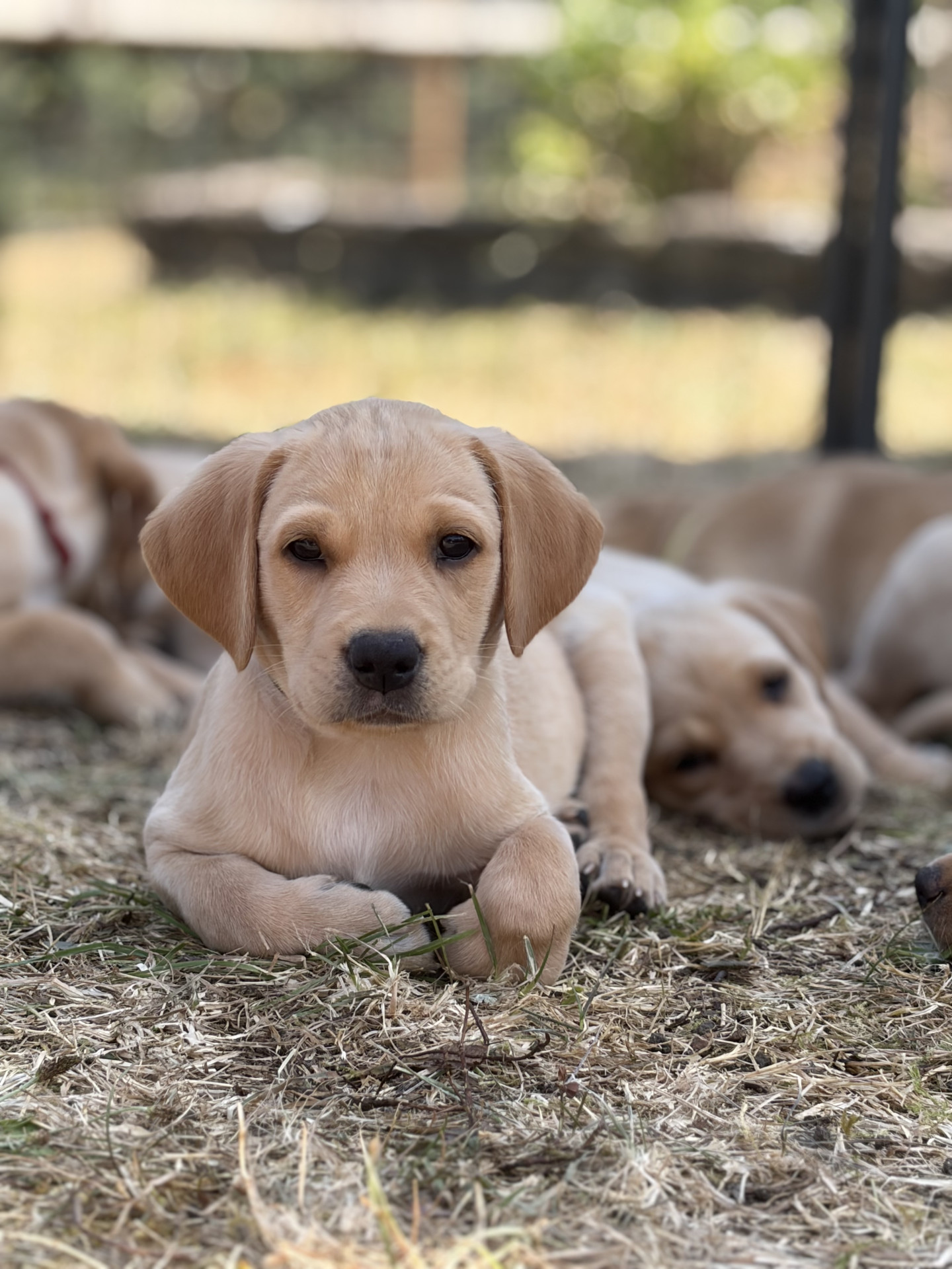 9 KC Fox Red-Yellow Labrador Puppies image 7