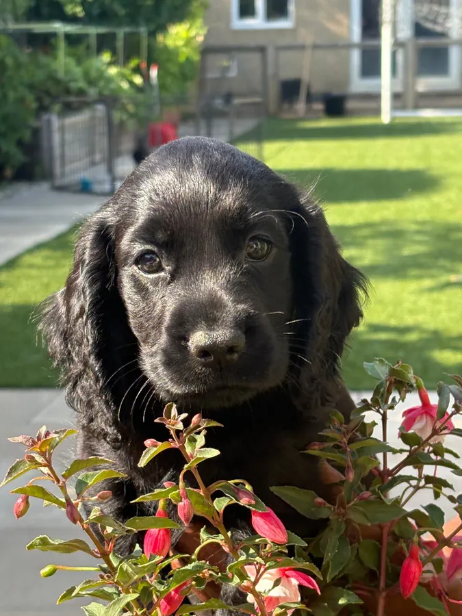 WORKING COCKER SPANIEL PUPPIES FOR SALE image 3