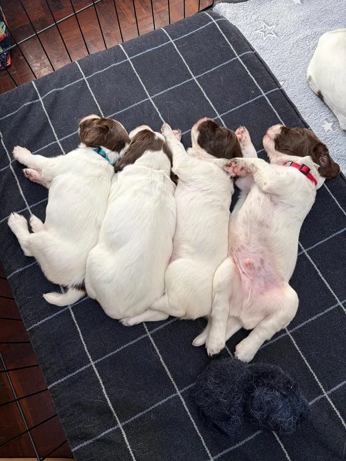 Exceptionally bred English Springer Spaniel puppies image 2