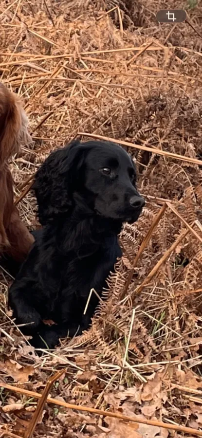 WORKING COCKER SPANIEL PUPPIES FOR SALE image 6