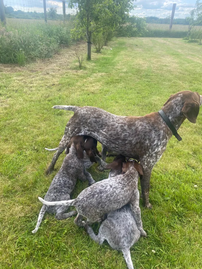 Short Haired German Pointer Puppies