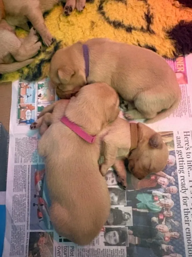 KC REGISTERED WORKING LINE YELLOW-FOX RED LABRADOR PUPS image 4