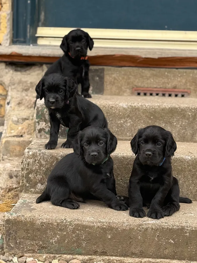 Working cocker spaniel pups
