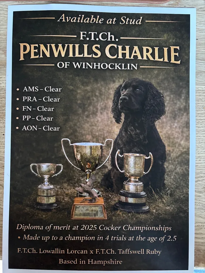 Outstanding litter of working cocker spaniel pups image 3