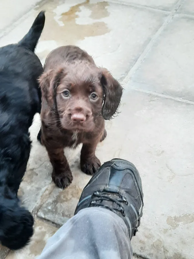 KC REG COCKER SPANIEL BITCH PUPPIES
