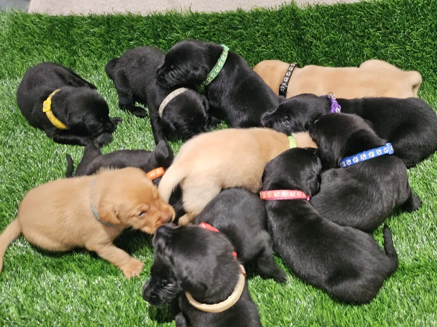 Lovely puppys