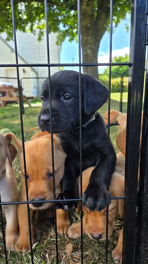 Ft Ch sired litter