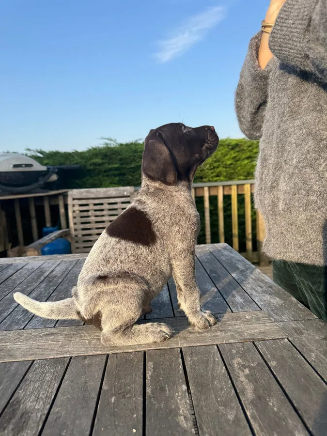 German Wirehaired Pointer Puppies