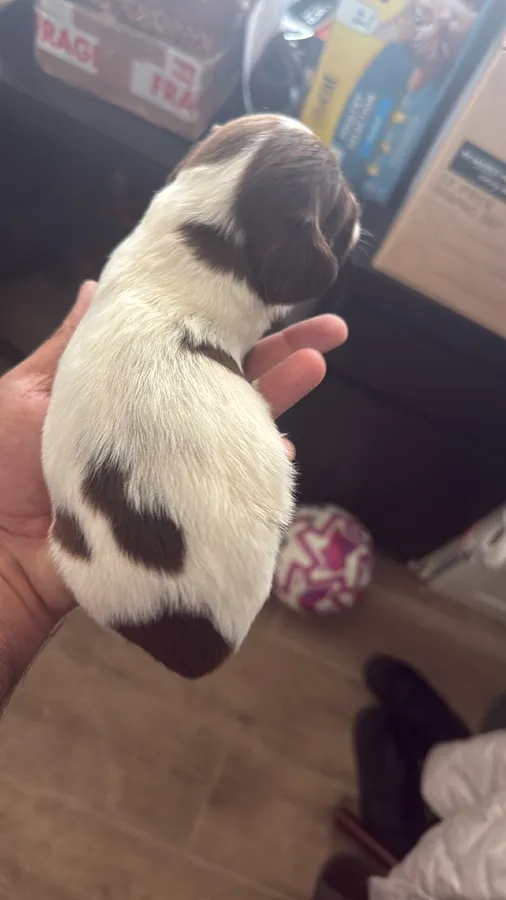 FT CH LINE PUPPIES FOR SALE image 3