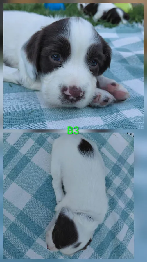 Kc Registered springer spaniel pups image 3