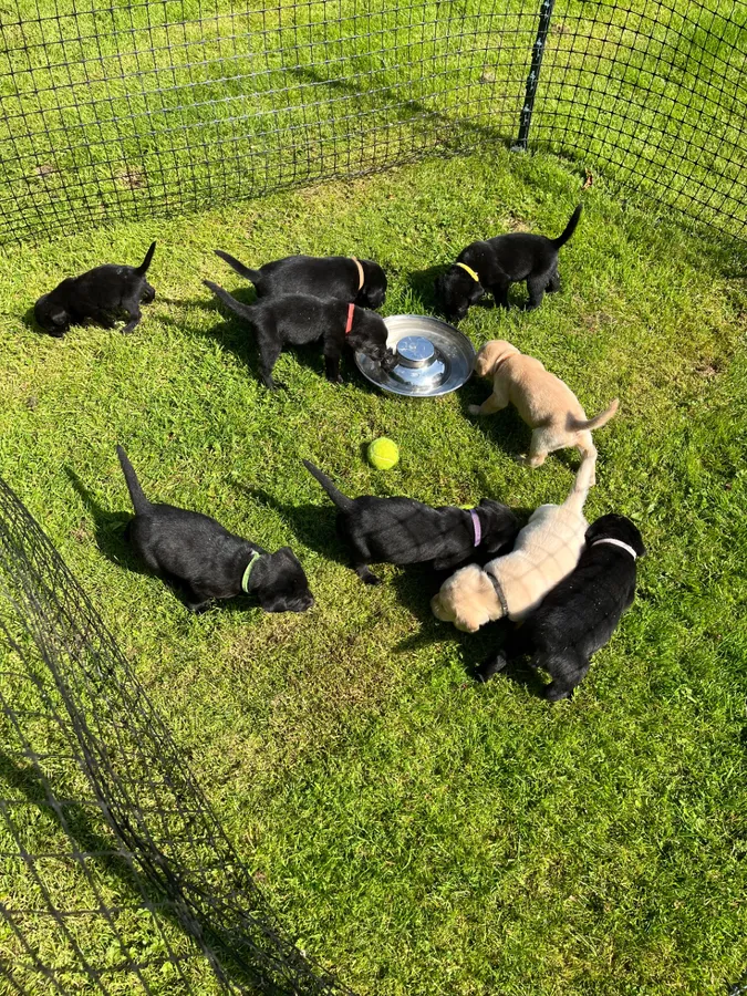 Labrador puppies image 4