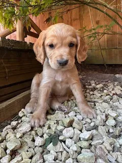 KC Registered Cocker Spaniel Boys