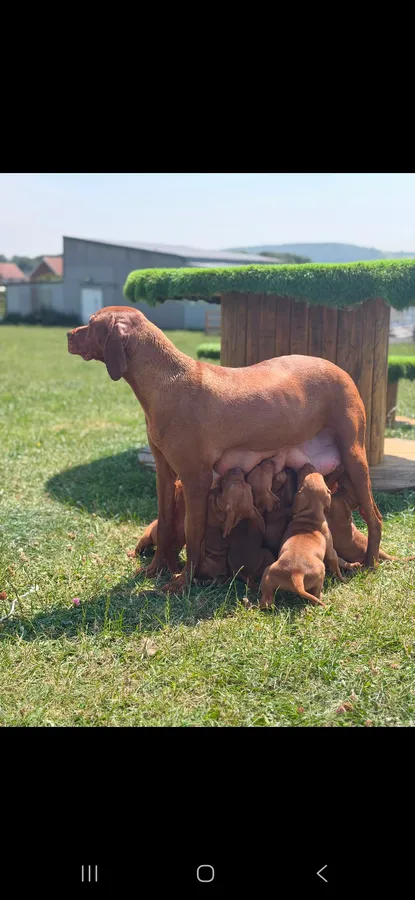 Hungarian vizsla puppies