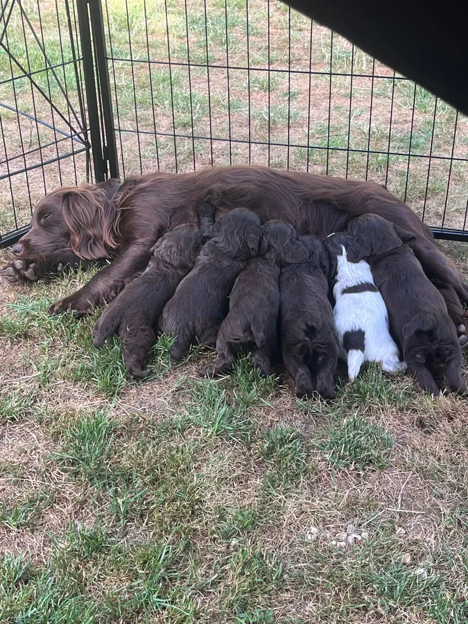 Working cocker spaniel pups