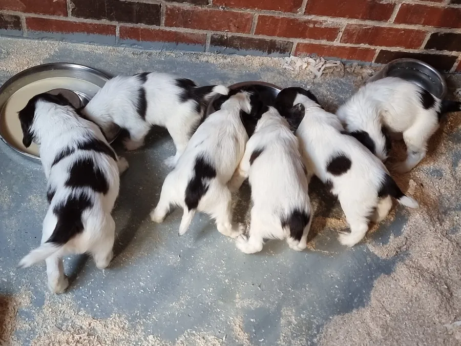 FTCH x FTAW Gorgeous English Springer Spaniel Puppies