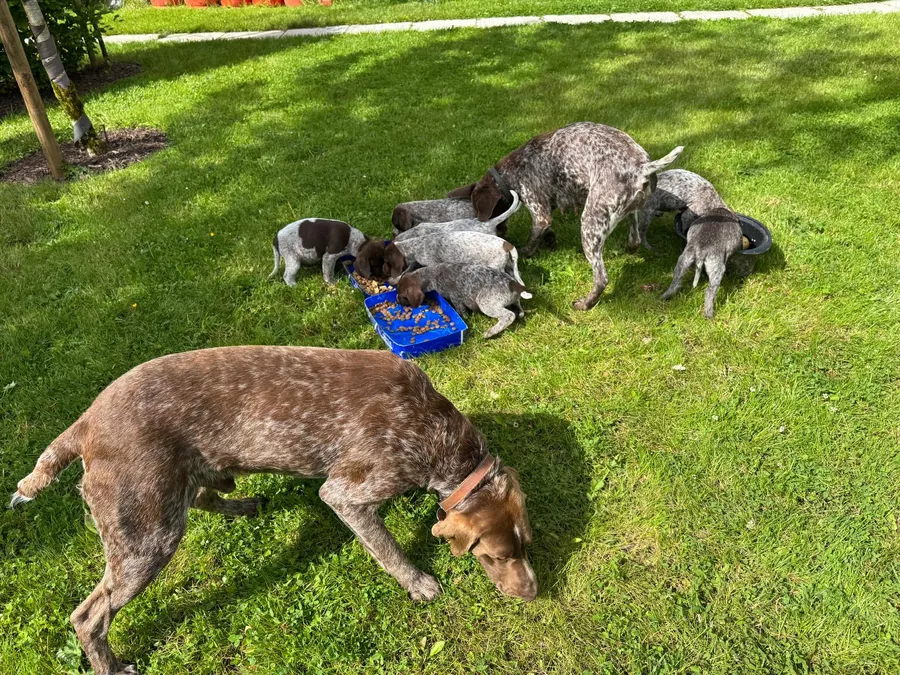 Short Haired German Pointer Puppies image 2