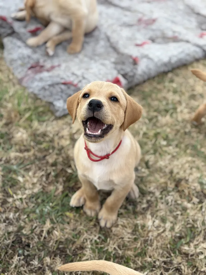 9 KC Fox Red-Yellow Labrador Puppies image 3