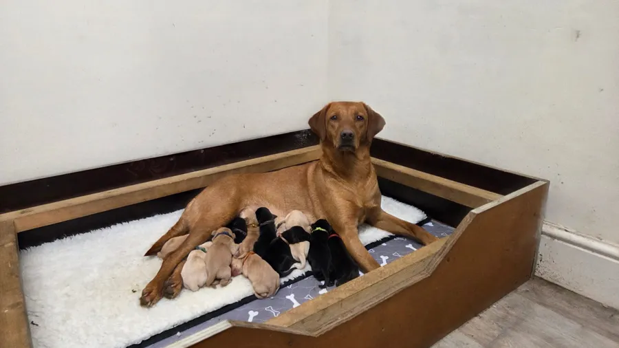 Ft Ch sired litter image 6