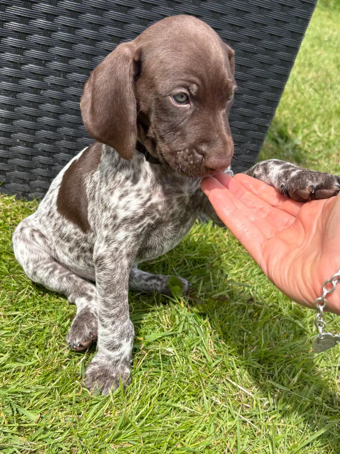 German shorthair pointer image 2