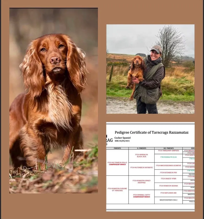Working Red Cocker Spaniel dogs for sale image 3
