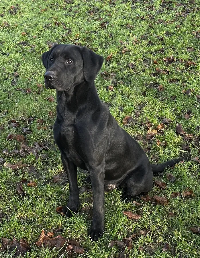 Labrador puppies image 2