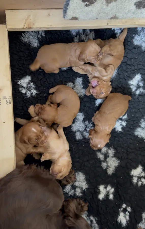 Working Red Cocker Spaniel dogs for sale