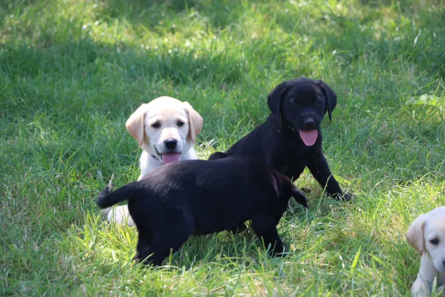 Exceptional Working Labrador Puppies from Kugae Gundogs image 5