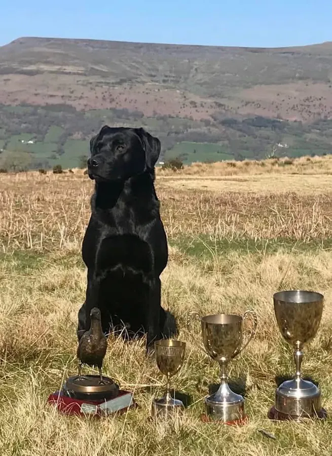 Ft Ch sired litter image 2
